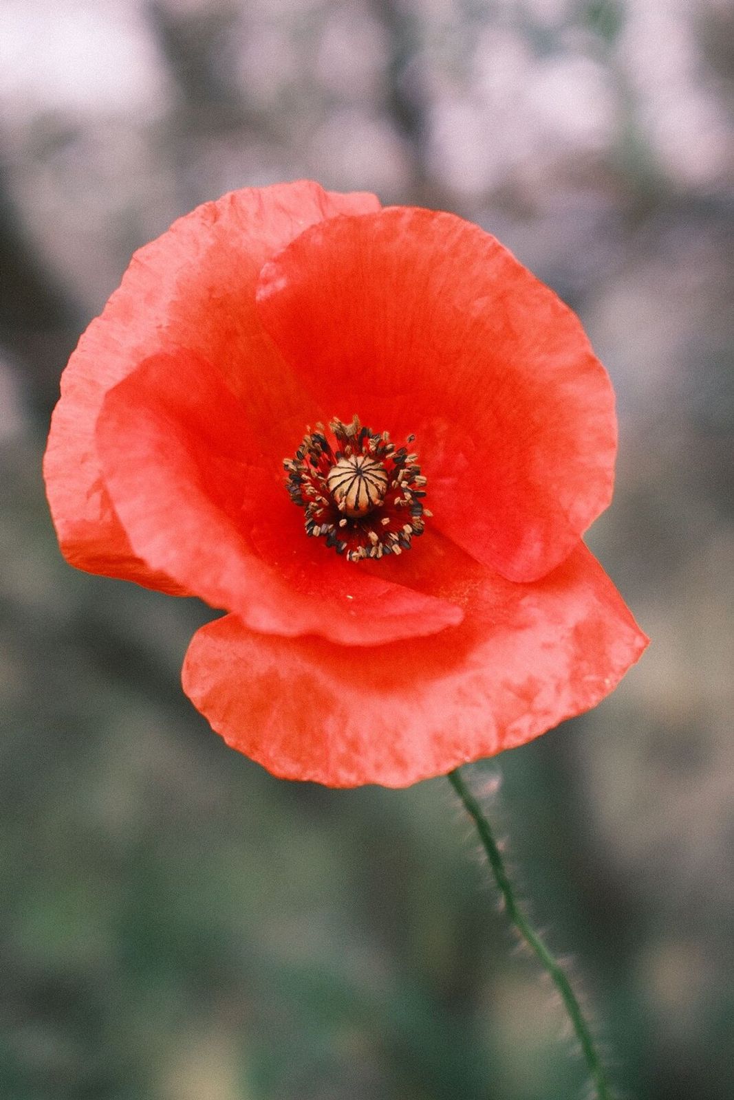 Red poppy in bloom