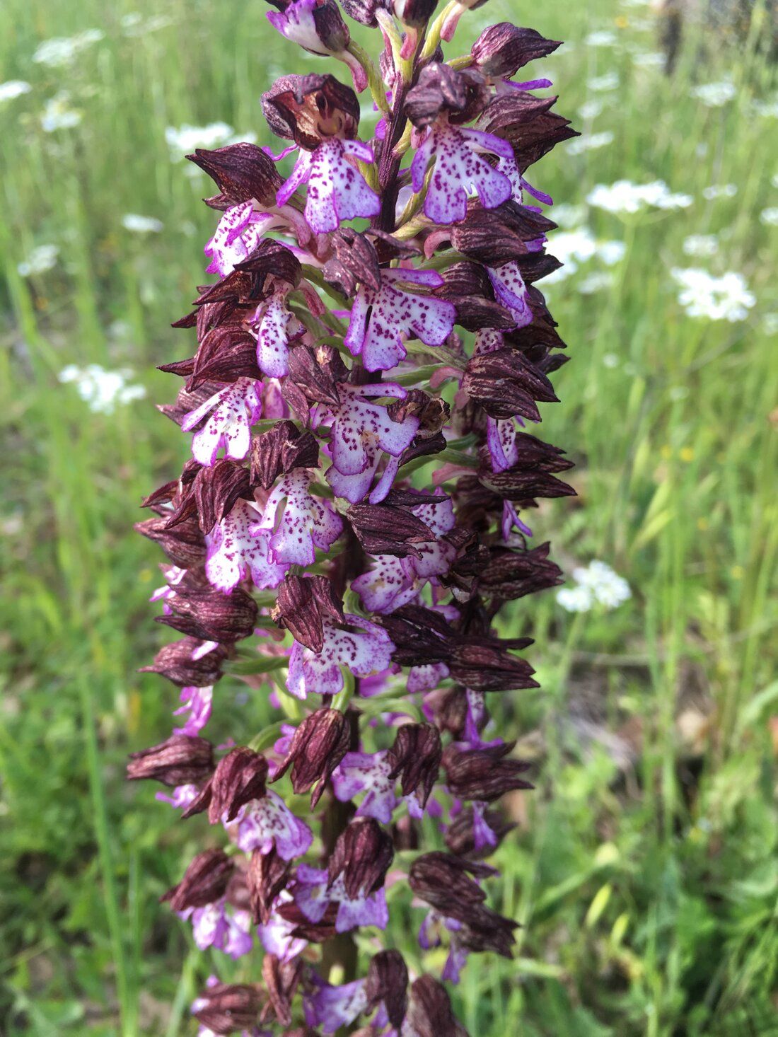 Purple and white wild orchid in bloom