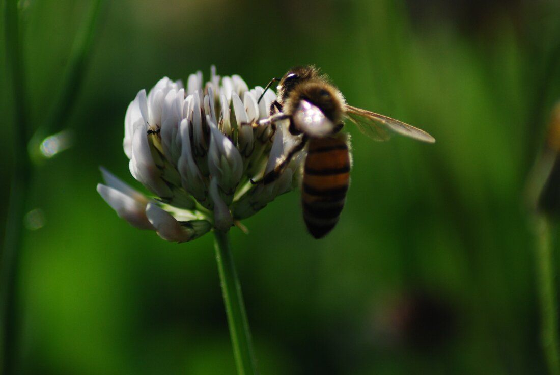 Bee on a clover flower