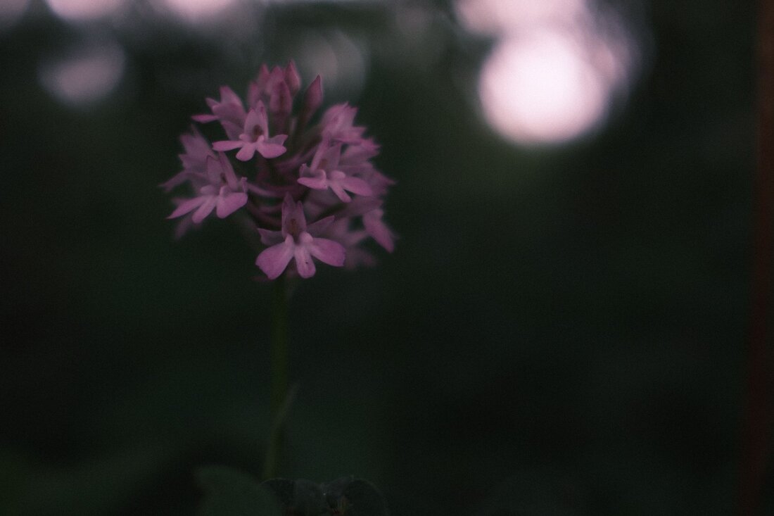 Pink wild orchid against a dark background