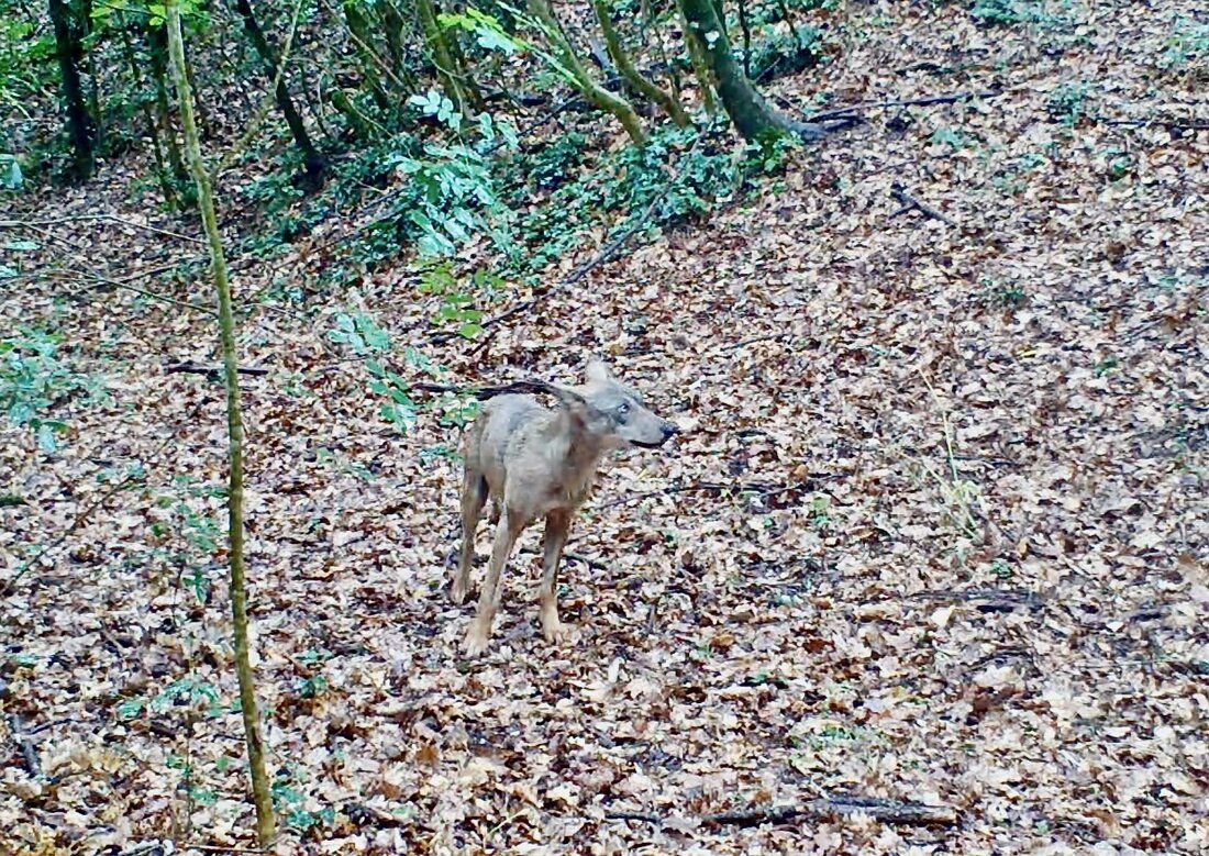 A deer among dry leaves in the woods