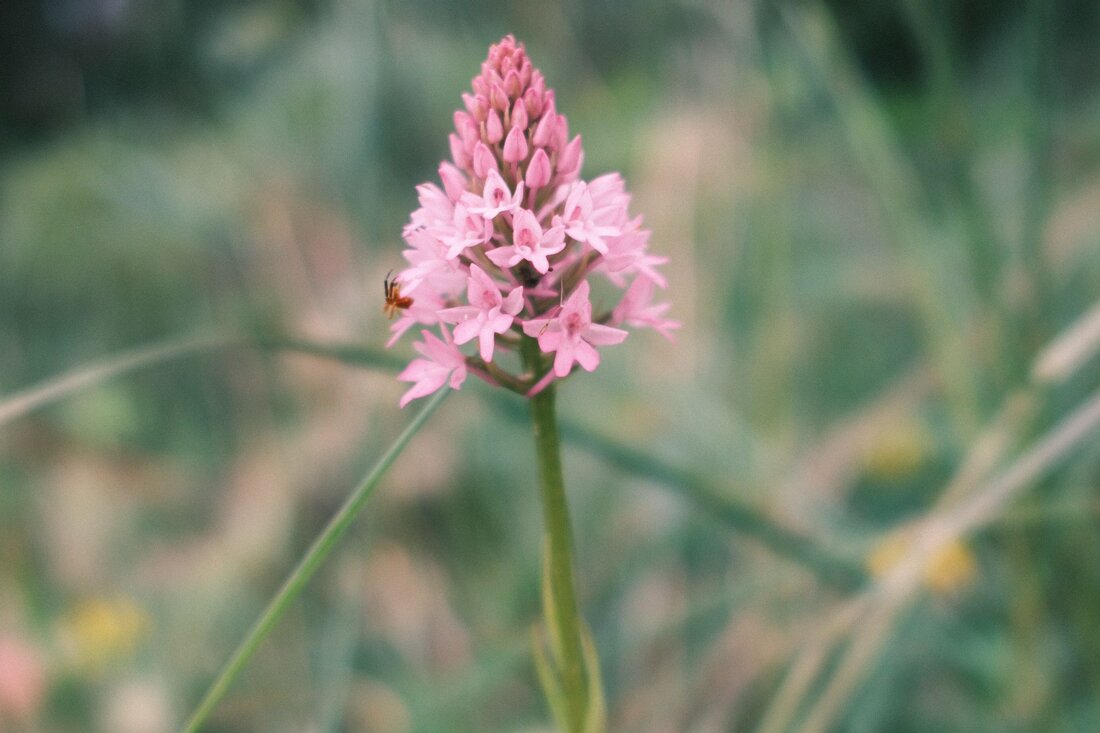 Pink wild orchid on a stem among the grass