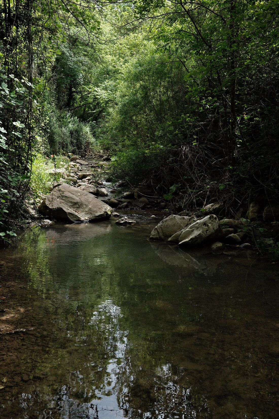 Stream in the woods with stones and a pool of water