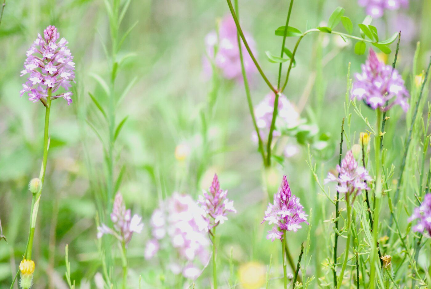 Orchidee selvatiche rosa tra l'erba