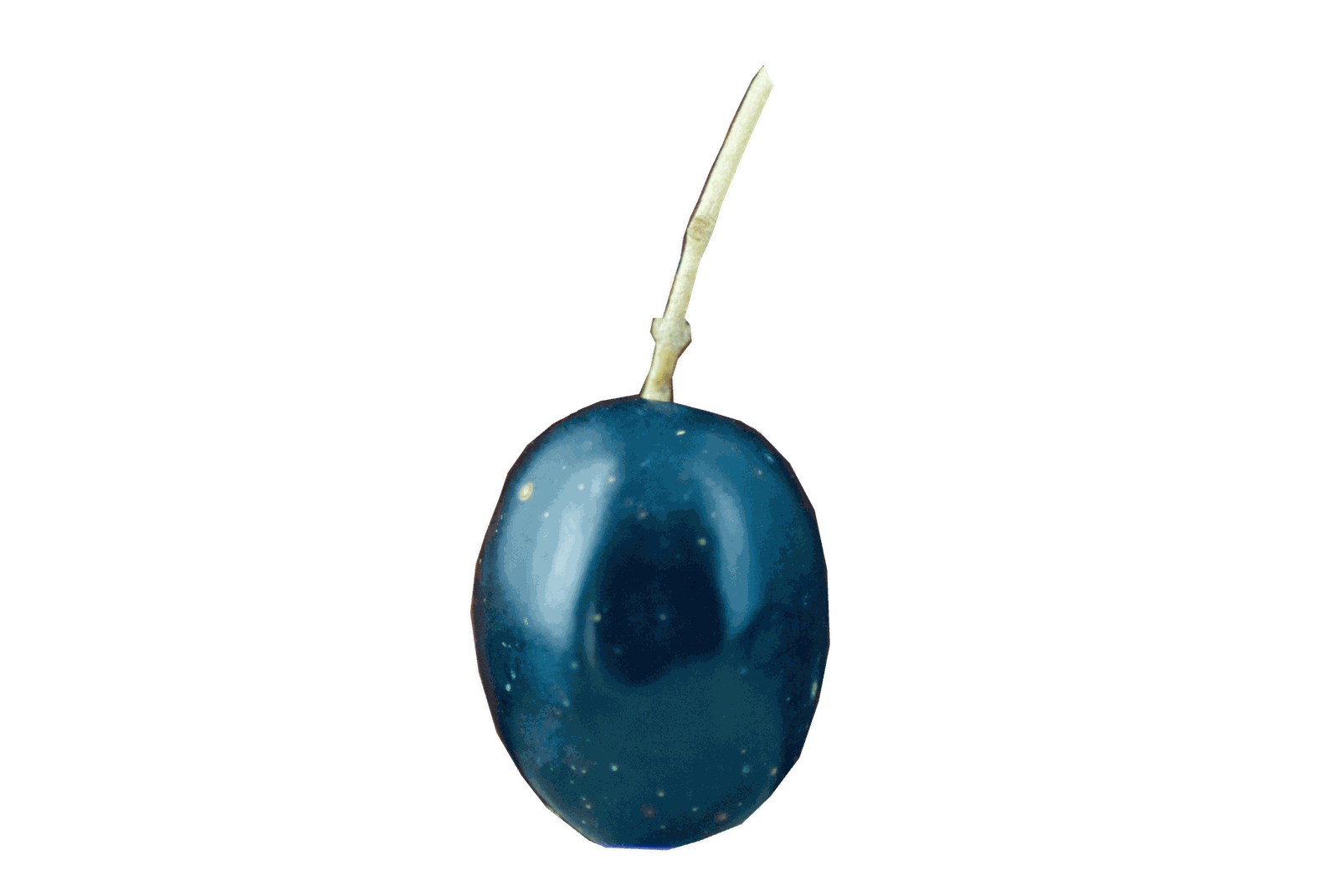 Oliva blu scuro con il picciolo su sfondo grigio