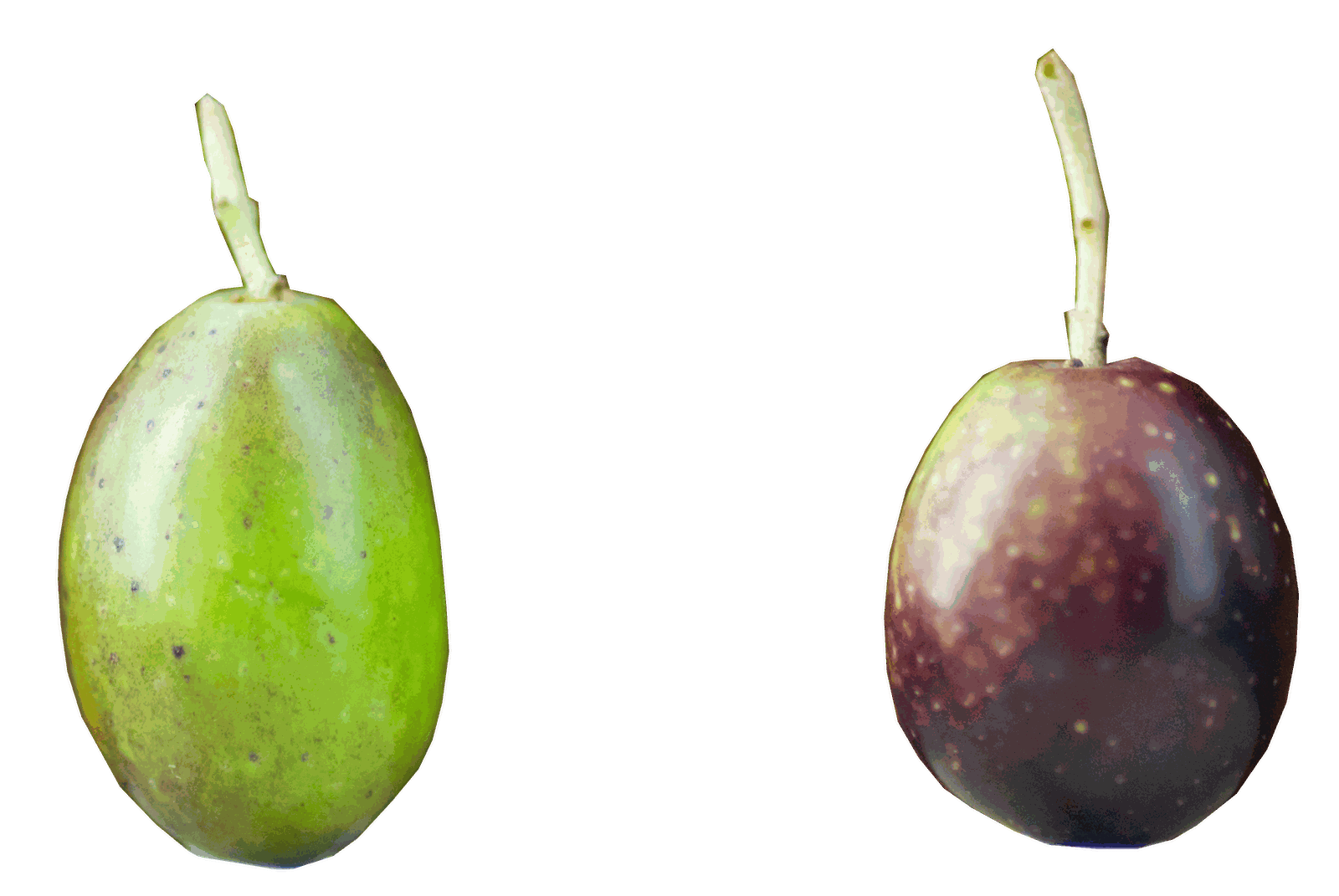 Due olive con il picciolo, una verde e una violacea